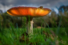 mushroom-Edit_fb